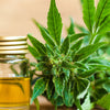 CBD Oil: The uses, the risks and benefits.
